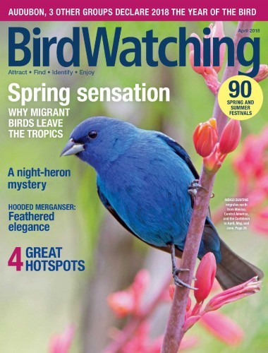 BirdWatching USA - March April 2018